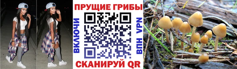МЕГА маркетплейс  Агрыз  Псилоцибиновые грибы GOLDEN TEACHER 